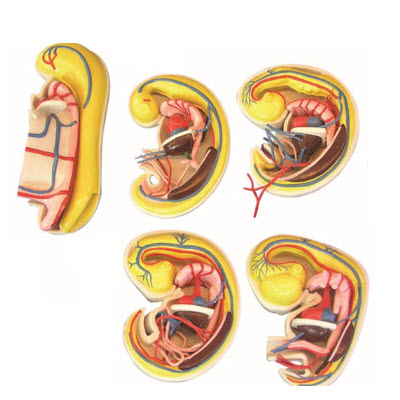 消化、呼吸、泌尿生殖、體腔的發(fā)生解剖示教模型 YJ/ZZ2017